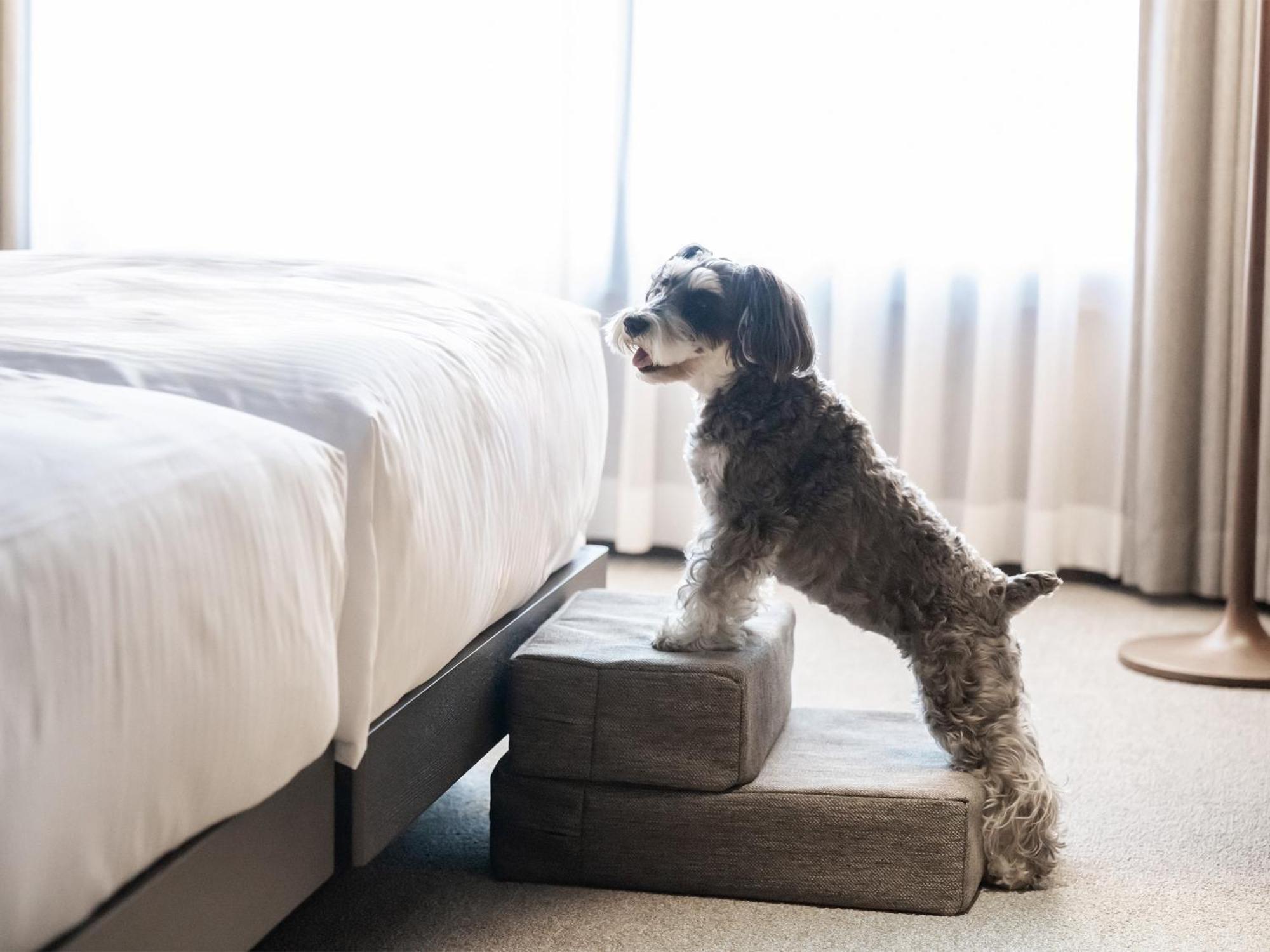 Hotel Anddoggy Kyoto Nijo المظهر الخارجي الصورة